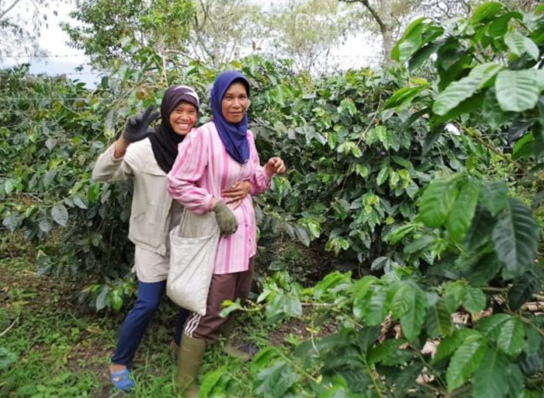 SUMATRA TAKENGON ORGANIC BENER MARIAH
