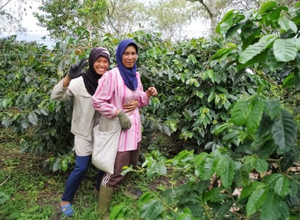 SUMATRA TAKENGON ORGANIC BENER MARIAH