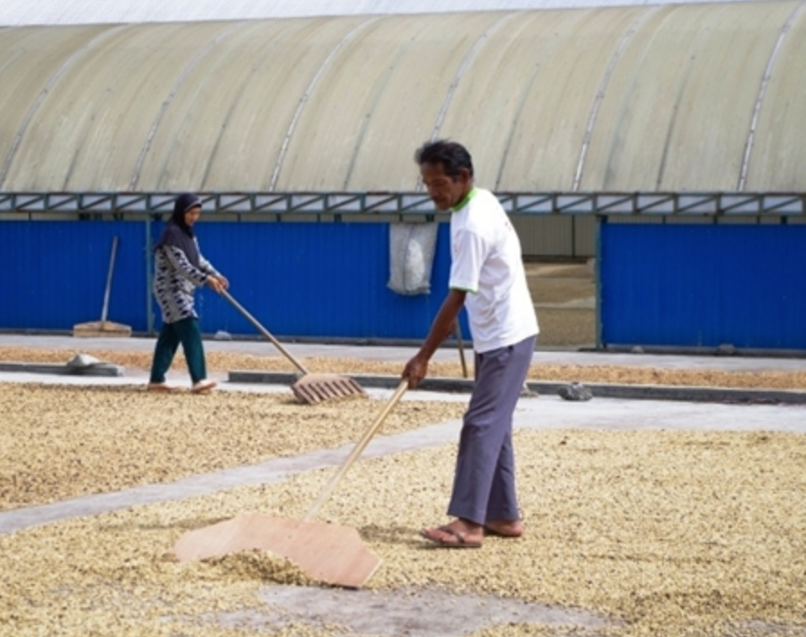 SUMATRA TAKENGON ORGANIC BENER MARIAH