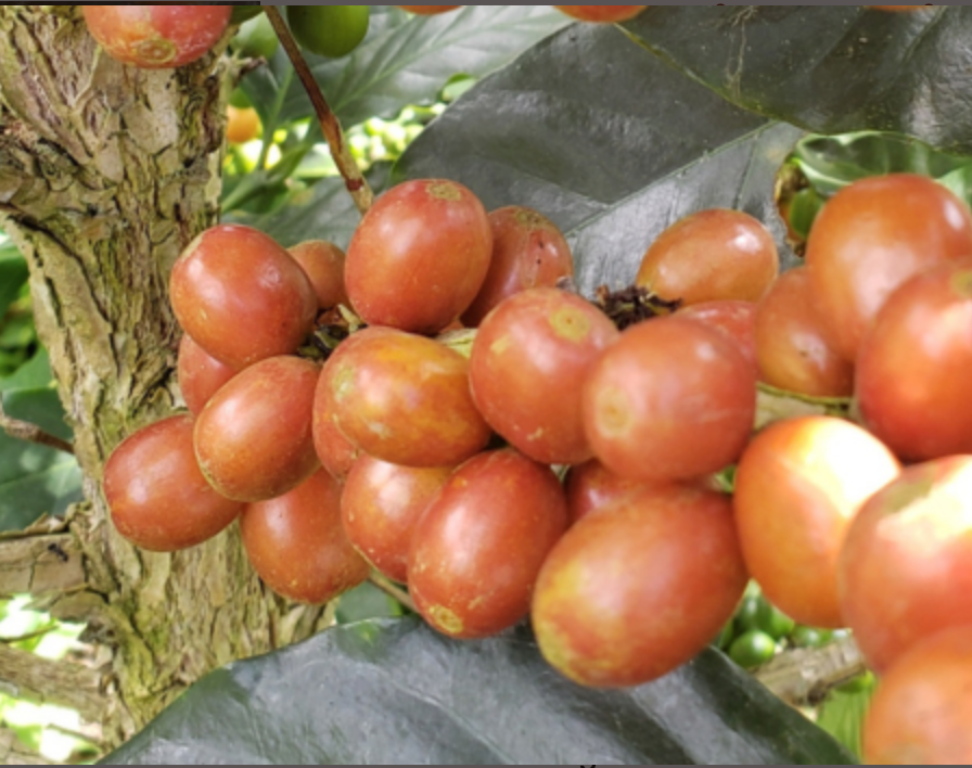 COLOMBIA HUILA PINK BOURBON - LIGHT ROAST, LIMITED EDITION