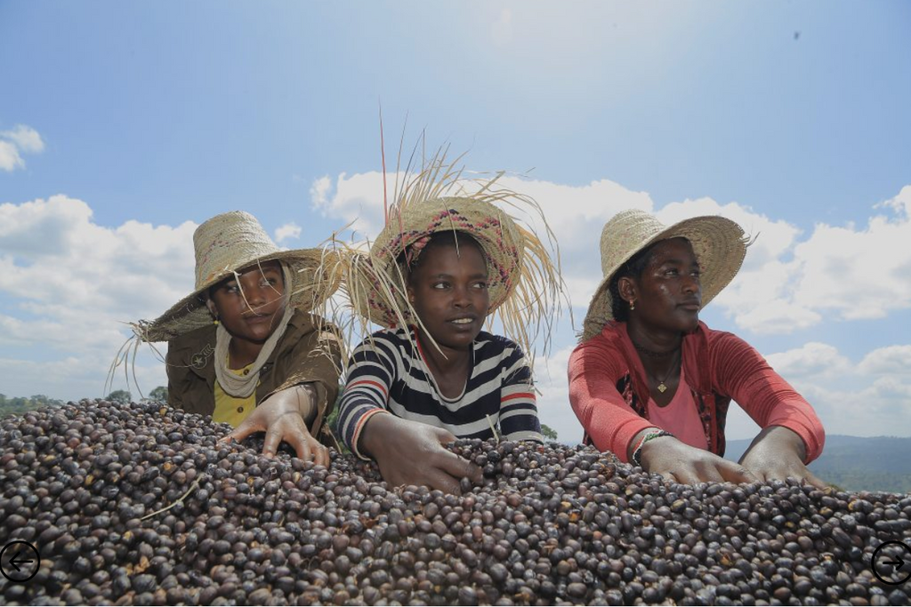 ETHIOPIAN YIRGACHEFFE - BANKO CHELCHELE ANEROBIC PROCESS
