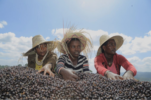 ETHIOPIAN YIRGACHEFFE - BANKO CHELCHELE ANEROBIC PROCESS