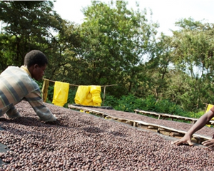 ETHIOPIAN YIRGACHEFFE - BANKO CHELCHELE ANEROBIC PROCESS