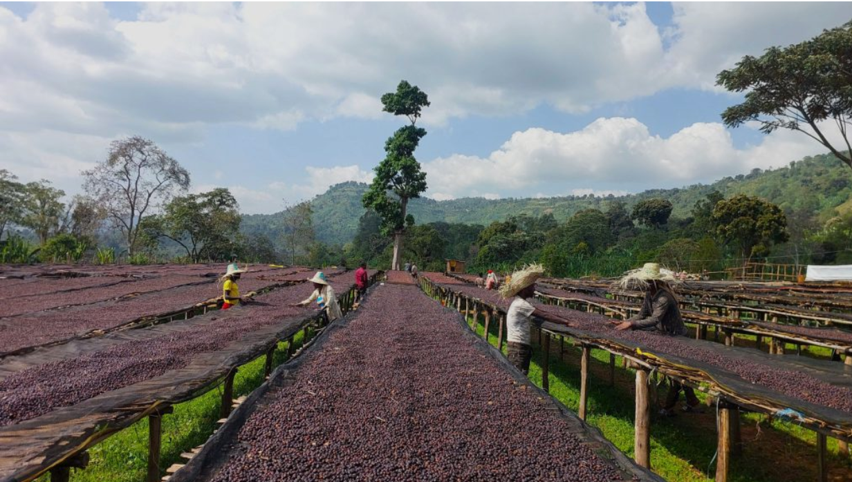 ETHIOPIAN YIRGACHEFFE - BANKO CHELCHELE ANEROBIC PROCESS
