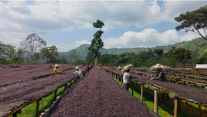 ETHIOPIAN YIRGACHEFFE - BANKO CHELCHELE ANEROBIC PROCESS