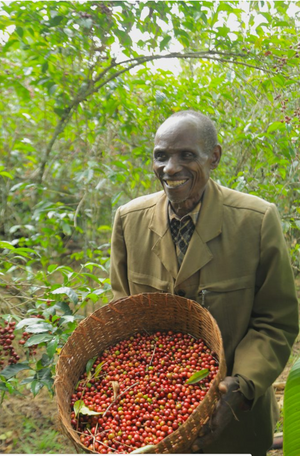 ETHIOPIAN YIRGACHEFFE - BANKO CHELCHELE ANEROBIC PROCESS