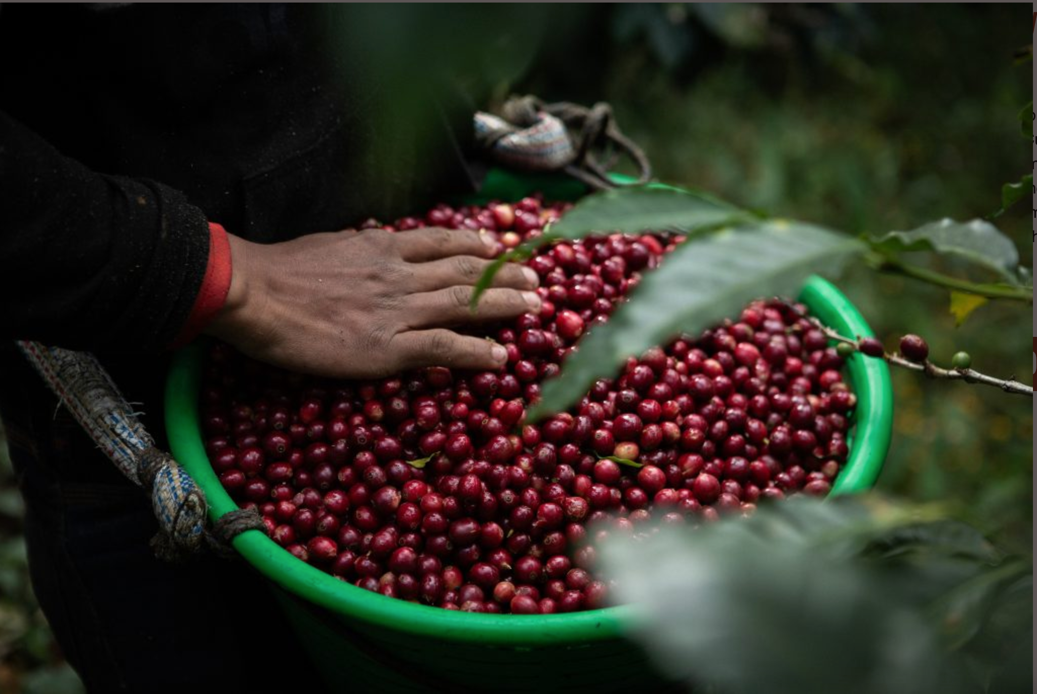 GUATEMALA  - HUEHUETENANGO El Guaya'B FTO