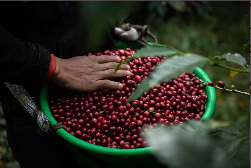 GUATEMALA  - HUEHUETENANGO El Guaya'B FTO