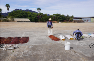 MEXICAN TERRUNO NAYARITA