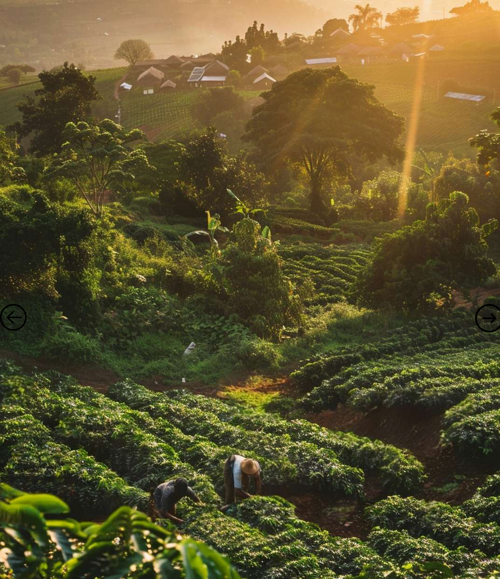 COLOMBIA PREMIUM CAUCA - PEARL OF INZA