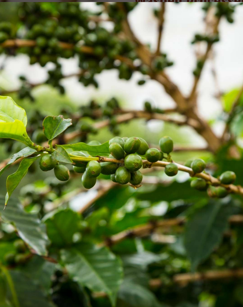 COLOMBIA PREMIUM CAUCA - PEARL OF INZA