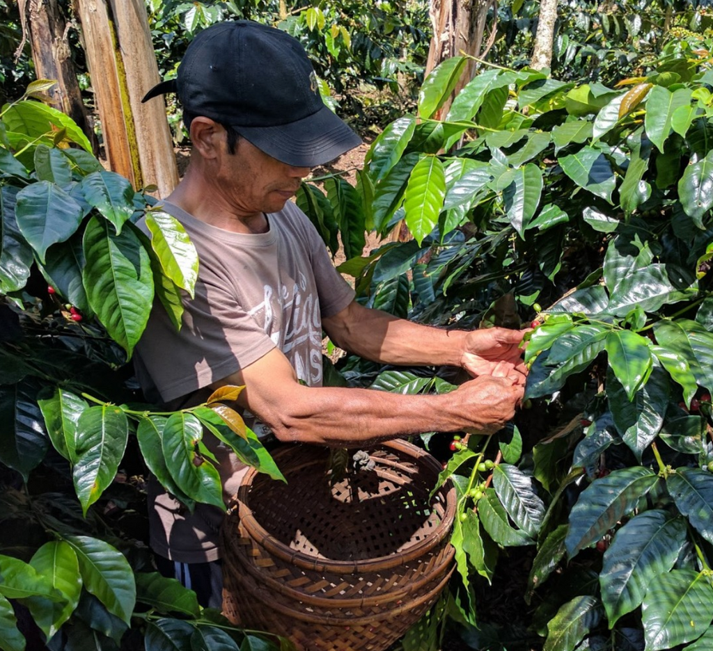 BALI BLUE MOON NEW CROP 25/26 SEP 22