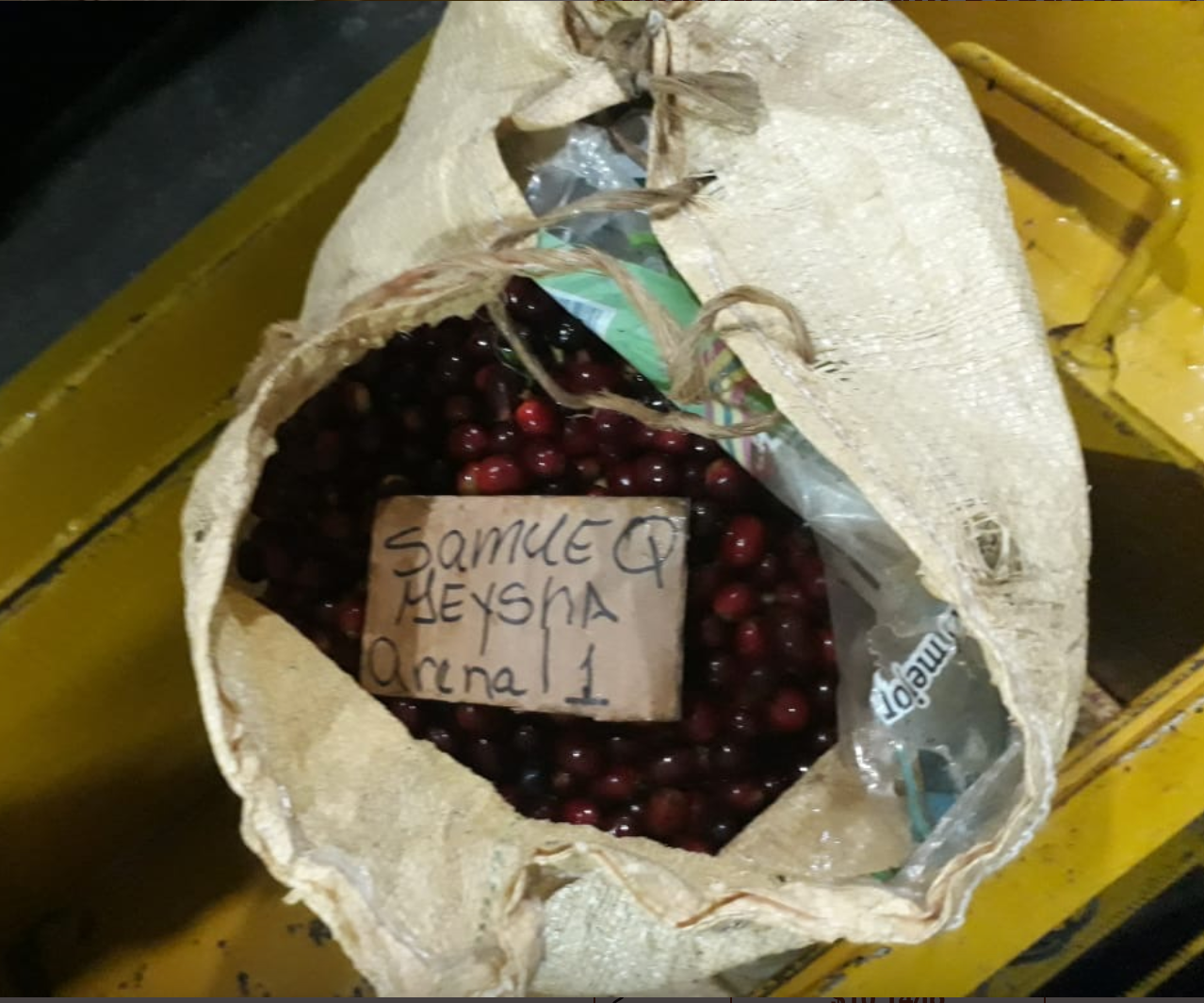 PANAMA MAMA CATA - CATURRA