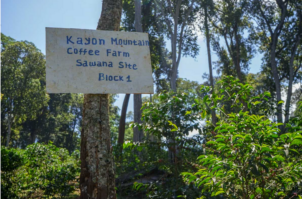 ETHIOPIAN KAYON MOUNTAIN SHAKISO NATURAL