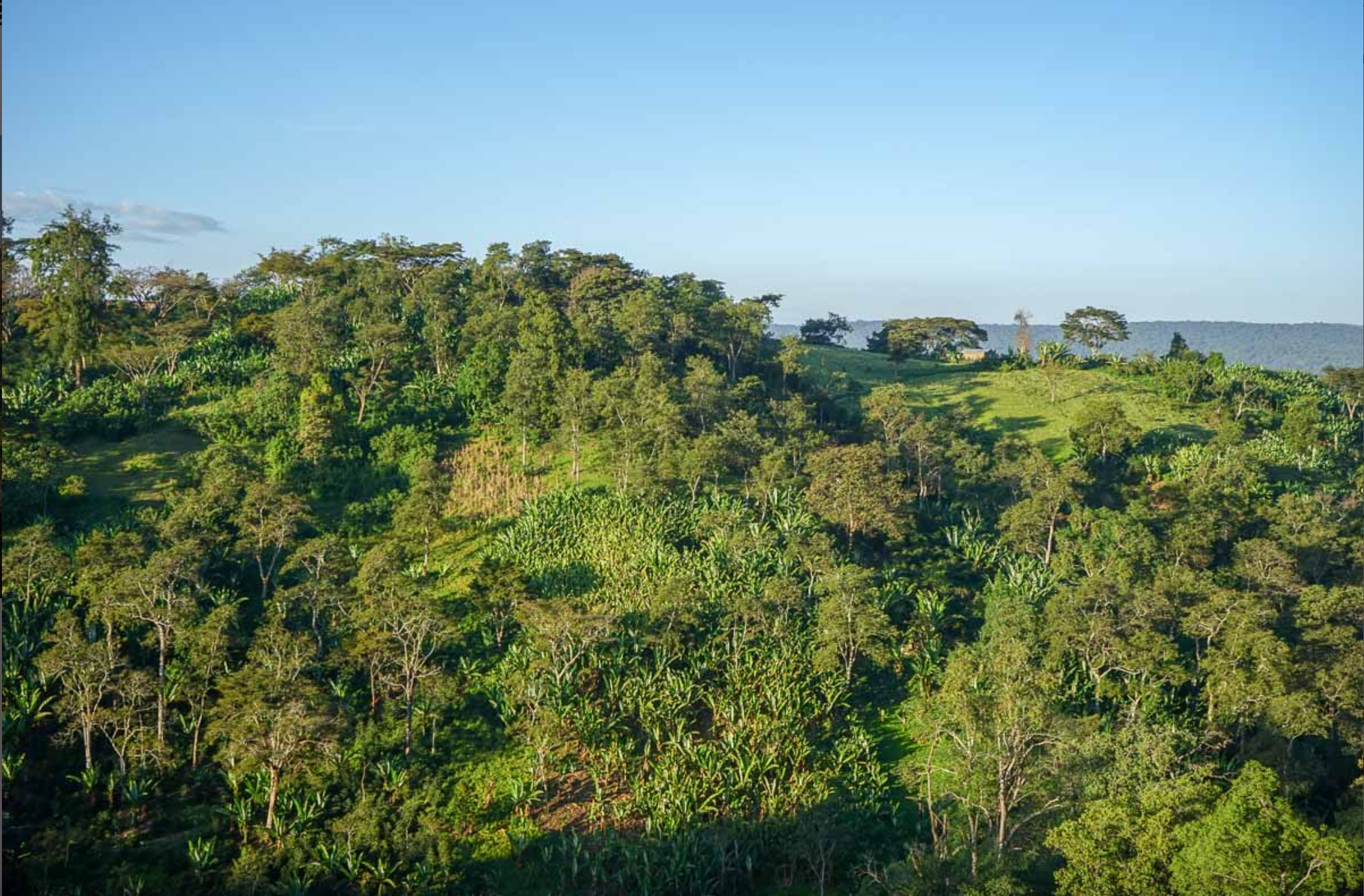 ETHIOPIAN KAYON MOUNTAIN SHAKISO NATURAL