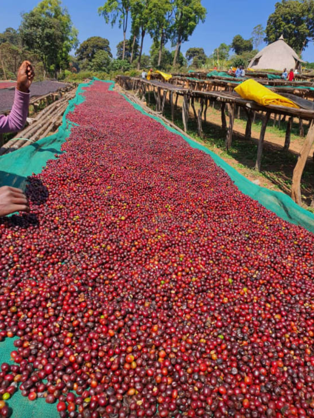 ETHIOPIAN KAYON MOUNTAIN SHAKISO NATURAL