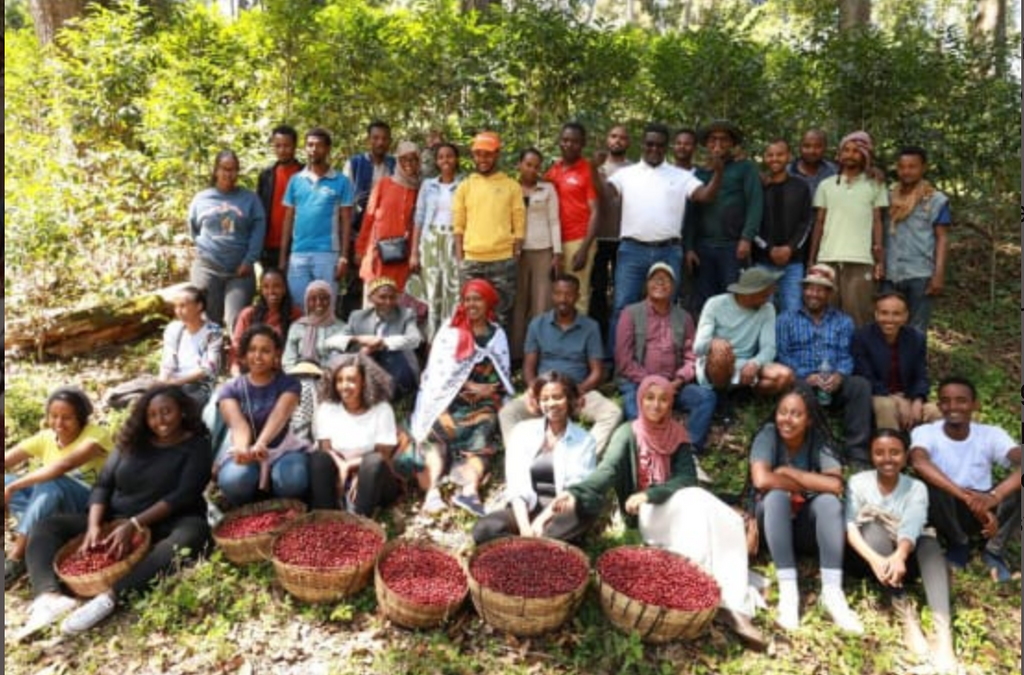 ETHIOPIAN KAYON MOUNTAIN SHAKISO NATURAL