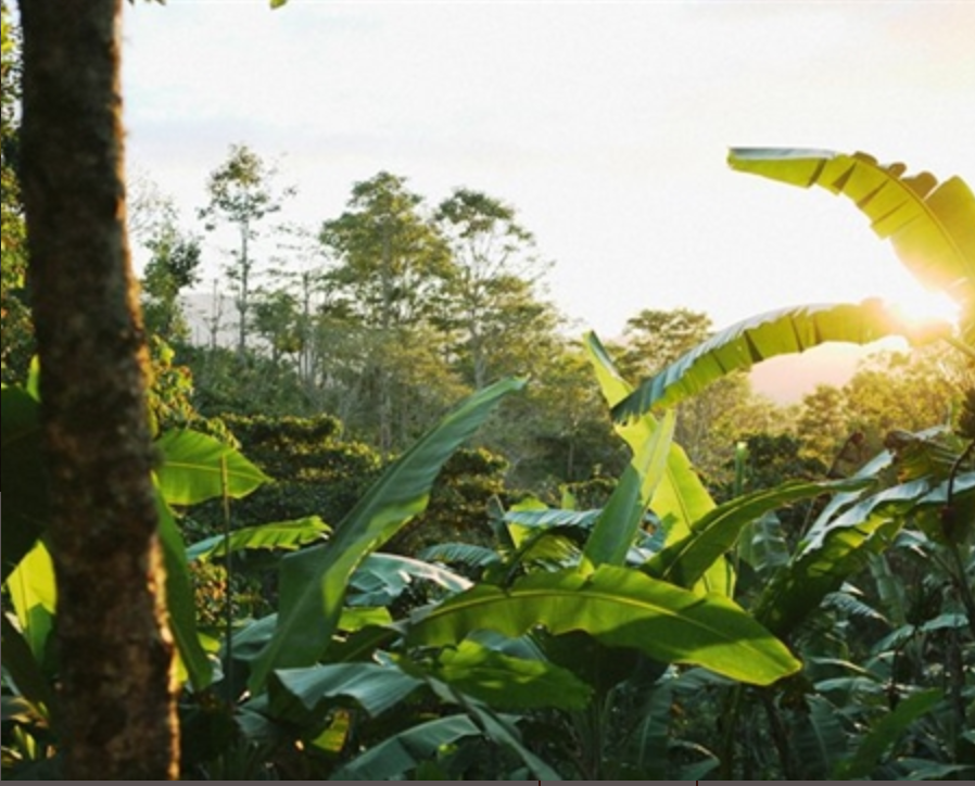 DECAFFEINATED MEXICAN CHIAPAS ORGANIC  - MOUNTAIN WATER PROCESS