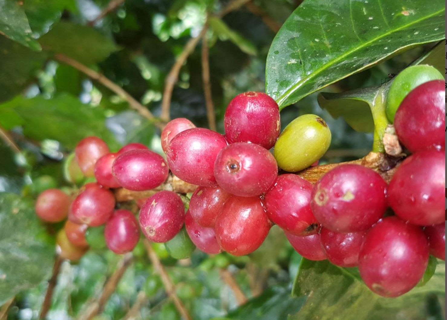 DECAFFEINATED MEXICAN CHIAPAS ORGANIC  - MOUNTAIN WATER PROCESS