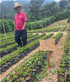 GUATEMALA LOS VECINOS - HUEHUETENANGO New Crop '25