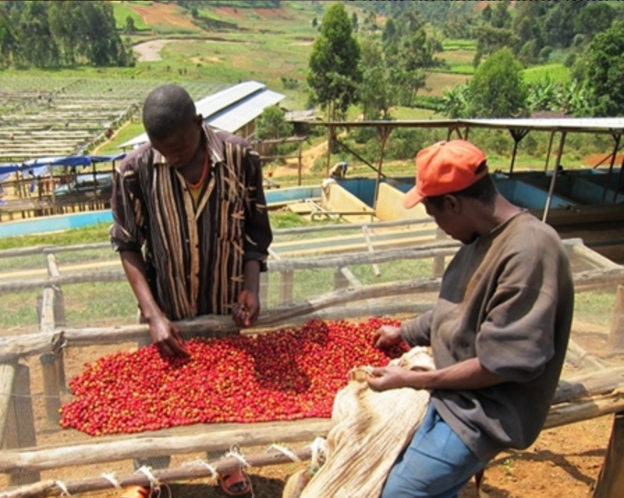 RWANDA FTO DUKUNDE KAWA RULI MOUNTAIN WASHED BOURBON