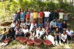 ETHIOPIAN GUJI KAYON MOUNTAIN ORGANIC- NEW CROP '25 JUST ARRIVED!